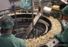 Insostenibilità degli allevamenti intensivi, Wwf chiede una moratoria immediata