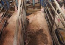 Allevamenti intensivi: Regione Lombardia ritiri ricorso contro comune di Gonzaga allevamenti intensivi regione lombardia gonzaga