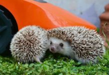 Torna il concorso fotografico “Il mio giardino biodiverso”: edizione 2026 al via concorso fotografico Il mio giardino biodiverso