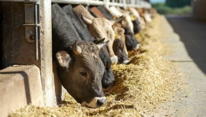 Coldiretti e Università di Torino, progetto per ridurre emissioni degli allevamenti