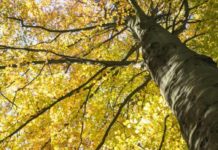 Legge Ue sul Ripristino della Natura, ambientalisti a supporto del Piano italiano Legge Ue sul Ripristino della Natura, ambientalisti a supporto del Piano italiano