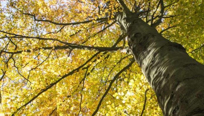 Legge Ue sul Ripristino della Natura, ambientalisti a supporto del Piano italiano