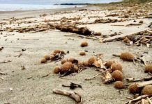 Microplastiche nel Mediterraneo, oltre un terzo delle “palle di mare” è contaminato Microplastiche Mediterraneo palle mare