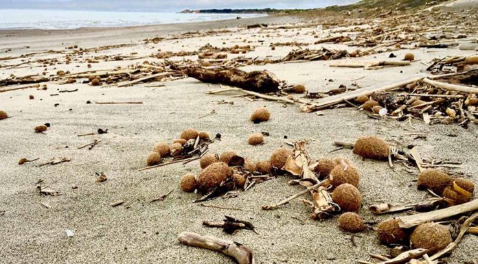 Microplastiche nel Mediterraneo, oltre un terzo delle “palle di mare” è contaminato Microplastiche Mediterraneo palle mare