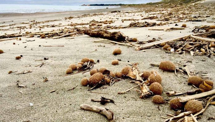 Microplastiche Mediterraneo palle mare