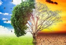 Roma, nasce il Forum per la Transizione Ecologica nel Municipio I Centro Roma Forum Transizione Ecologica Municipio I