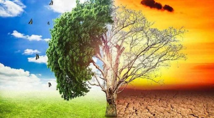 Roma, nasce il Forum per la Transizione Ecologica nel Municipio I Centro Roma Forum Transizione Ecologica Municipio I