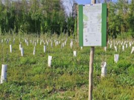 Torino riforestazione alberi Città Metropolitana Torino, caldo e siccità stressano gli alberi: più risorse per irrigazione e cura