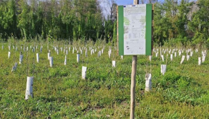 Torino riforestazione alberi Città Metropolitana