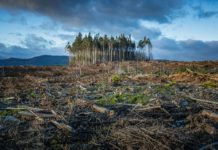 Giornata della Terra, Mercalli: “Le guerre stanno oscurando il clima” Giornata della Terra