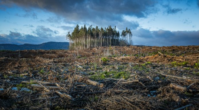 Giornata della Terra, Mercalli: “Le guerre stanno oscurando il clima” Giornata della Terra