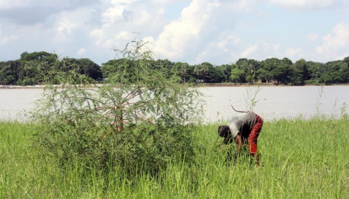 Piano nazionale di Ripristino della Natura