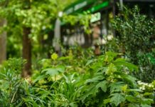 Milano Green Circle 90/91, prosegue la ‘rigenerazione ecologica’ in città