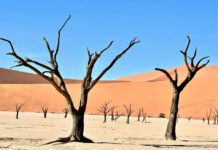 Dalle dune rosse all’oceano: l’esplorazione dei paesaggi estremi dell’Africa sud-occidentale Dalle dune rosse all'oceano: l'esplorazione dei paesaggi estremi dell'Africa sud-occidentale