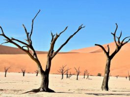 Dalle dune rosse all'oceano: l'esplorazione dei paesaggi estremi dell'Africa sud-occidentale