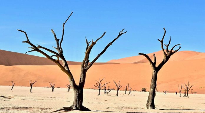 Dalle dune rosse all’oceano: l’esplorazione dei paesaggi estremi dell’Africa sud-occidentale Dalle dune rosse all'oceano: l'esplorazione dei paesaggi estremi dell'Africa sud-occidentale