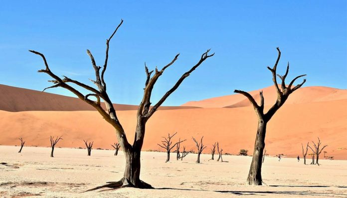Dalle dune rosse all'oceano- l'esplorazione dei paesaggi estremi dell'Africa sud-occidentale Dalle dune rosse all'oceano: l'esplorazione dei paesaggi estremi dell'Africa sud-occidentale