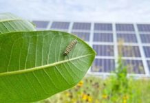 Legambiente alla Regione Toscana: accelerare su agrivoltaico e individuare più aree idonee Legambiente Regione Toscana accelerare agrivoltaico