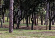 Roma, oltre 67mila nuovi alberi piantati tra il 2021 e il 2025 Roma 67mila alberi piantati 2021 2025