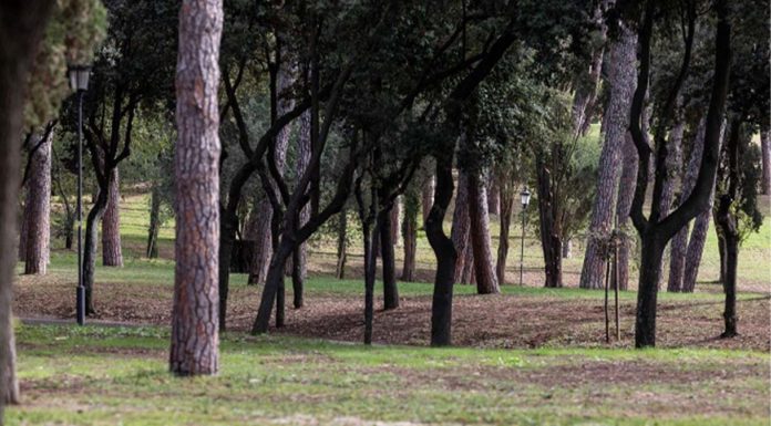 Roma, oltre 67mila nuovi alberi piantati tra il 2021 e il 2025 Roma 67mila alberi piantati 2021 2025