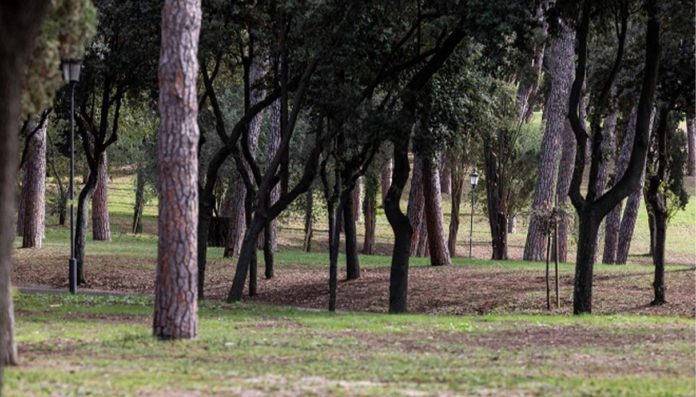 Roma 67mila alberi piantati 2021 2025 Roma 67mila alberi piantati 2021 2025