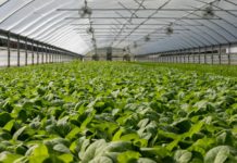 Bioeconomia europea, al via nuovo gruppo di distribuzione degli investimenti