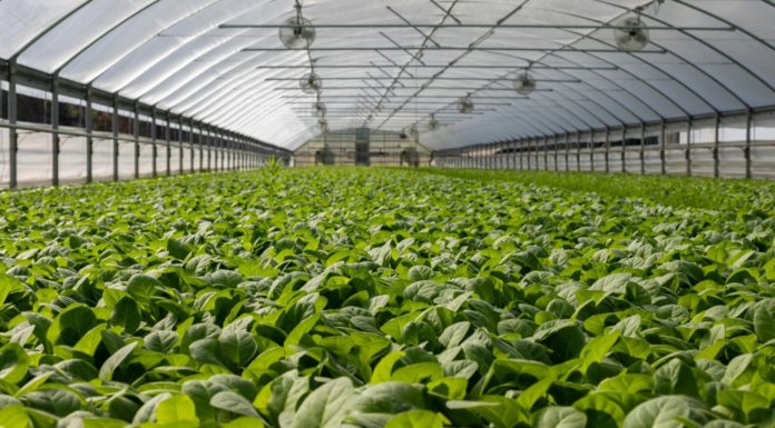 Bioeconomia, in Italia vale 433 miliardi di euro e pesa il 10% dell’economia Bioeconomia europea, al via nuovo gruppo di distribuzione degli investimenti Bioeconomia Italia vale 433 miliardi euro