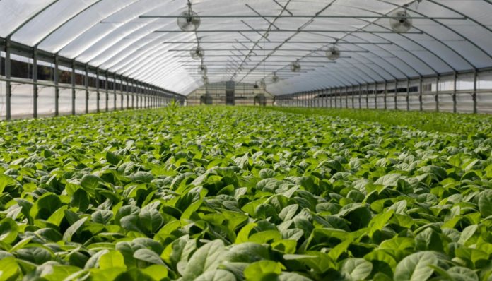 Bioeconomia europea, al via nuovo gruppo di distribuzione degli investimenti