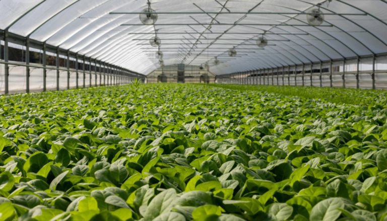 Bioeconomia europea, al via nuovo gruppo di distribuzione degli investimenti Bioeconomia Italia vale 433 miliardi euro