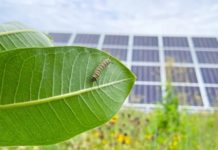 Legambiente alla Regione Toscana: accelerare su agrivoltaico e individuare più aree idonee