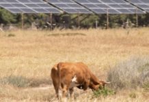 Agrivoltaico, 700 progetti Pnrr ma serve strategia a lungo termine agrivoltaico