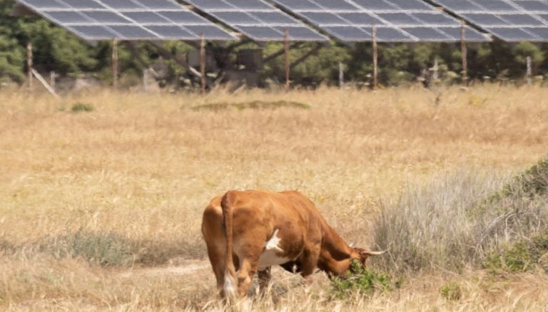 agrivoltaico