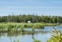 Strategia nazionale biodiversità, Wwf: “Basta revisioni” Strategia nazionale Biodiversità