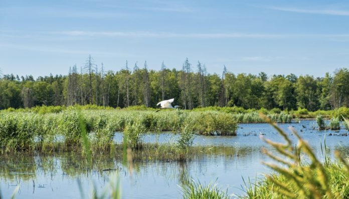 Strategia nazionale Biodiversità