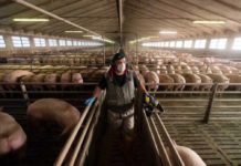 Impatto ambientale cibo, progetto europeo per informazioni complete e accessibili Impatto ambientale cibo, progetto europeo per informazioni complete e accessibili
