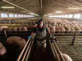 Impatto ambientale cibo, progetto europeo per informazioni complete e accessibili