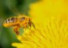 La crisi climatica che stravolge insetti e invertebrati minaccia anche l’uomo La crisi climatica che stravolge insetti e invertebrati minaccia anche l’uomo
