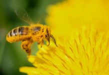 La crisi climatica che stravolge insetti e invertebrati minaccia anche l’uomo La crisi climatica che stravolge insetti e invertebrati minaccia anche l’uomo