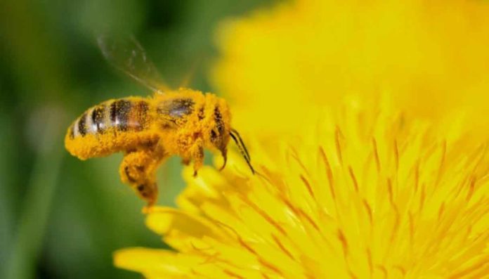 La crisi climatica che stravolge insetti e invertebrati minaccia anche l’uomo La crisi climatica che stravolge insetti e invertebrati minaccia anche l’uomo