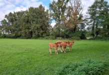 NEMESIS, bando da 500mila euro contro desertificazione e degrado del suolo nel bacino padano NEMESIS bando desertificazione degrado suolo bacino padano