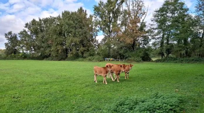 NEMESIS, bando da 500mila euro contro desertificazione e degrado del suolo nel bacino padano NEMESIS bando desertificazione degrado suolo bacino padano