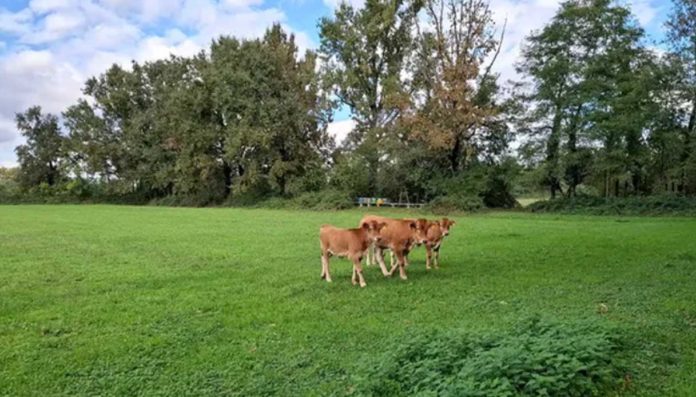 NEMESIS bando desertificazione degrado suolo bacino padano NEMESIS bando desertificazione degrado suolo bacino padano