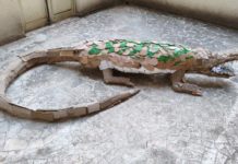 Palermo, un coccodrillo di cartone lungo 5 metri per raccontare riciclo e creatività Palermo coccodrillo cartone riciclo
