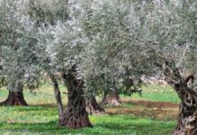 Tagli Mase ad aree protette, ambientalisti: altro duro colpo alla natura italiana Tagli Mase ad aree protette, ambientalisti: altro duro colpo alla natura italiana