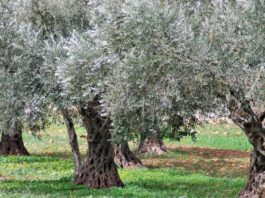 Tagli Mase ad aree protette, ambientalisti: altro duro colpo alla natura italiana