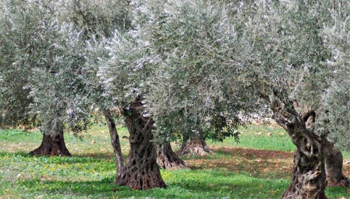 Tagli Mase ad aree protette, ambientalisti: altro duro colpo alla natura italiana