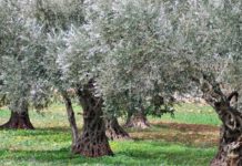 Vietato espiantare ulivi ma solo in caso di rinnovabili, allarme del coordinamento FREE Vietato espiantare ulivi ma solo in caso di rinnovabili, allarme del coordinamento FREE