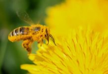 La crisi climatica che stravolge insetti e invertebrati minaccia anche l’uomo