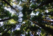 Giornata mondiale dell’Ambiente 2026, soluzioni basate sulla natura Giornata mondiale dell’Ambiente 2026