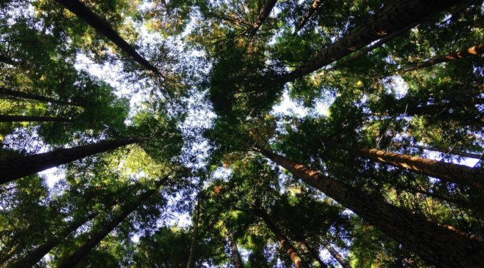 Giornata mondiale dell’Ambiente 2026, soluzioni basate sulla natura Giornata mondiale dell’Ambiente 2026